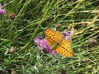 Bolognola - Local wildlife